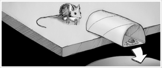 Illustration for article titled A világ legegyszerűbb egérfogója. És meg sem öli az állatot!